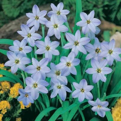 Fiori di stella di primavera